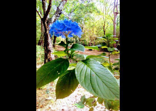 Hortensia azul!!