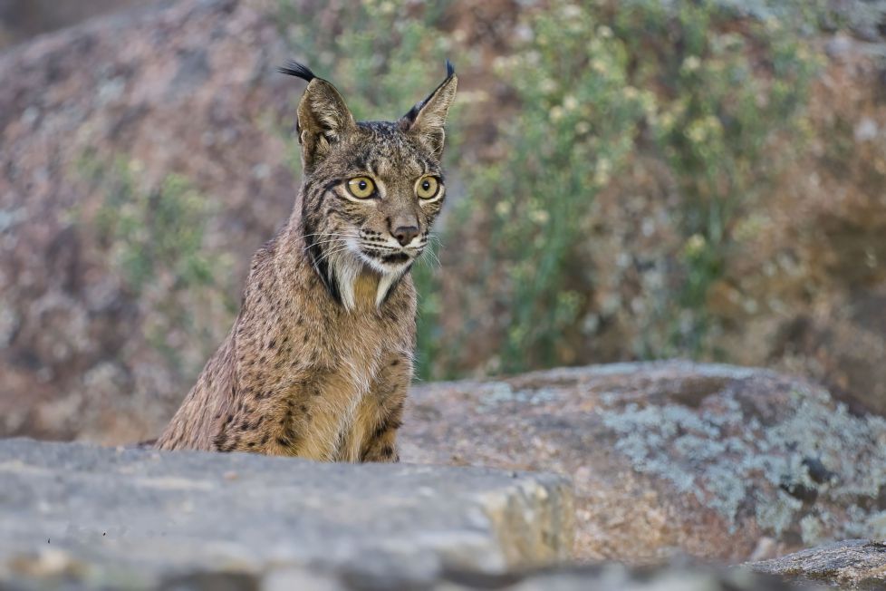 Joven cachorro de lince iberico