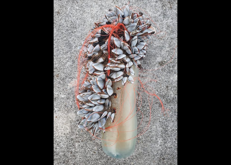 Lanpernak, \"selfie\" moun