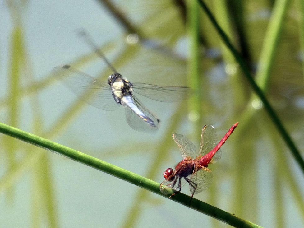 Libélulas (autor Pedro Ayerbe Arana)
