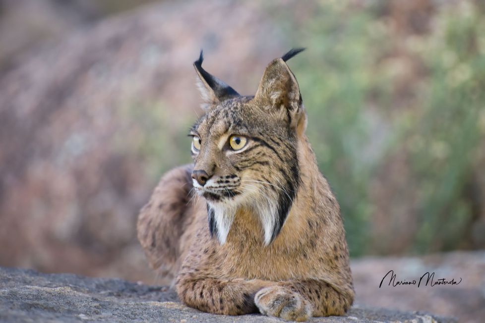 Lince iberico