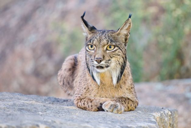 Lince ibérico en sierra de Andújar.