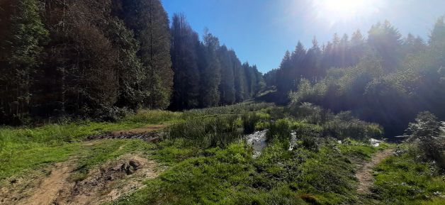Llegando a la cima boscosa del monte Andatza.