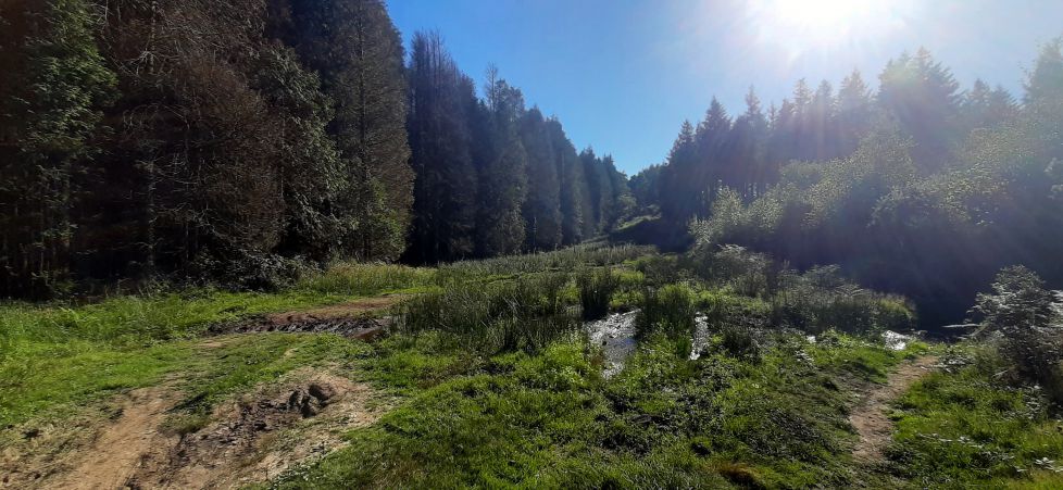 Llegando a la cima boscosa del monte Andatza.