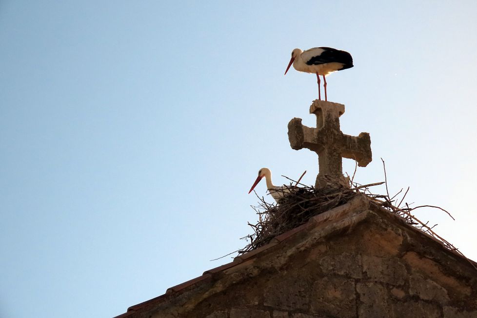 Los vigilantes del Santuario