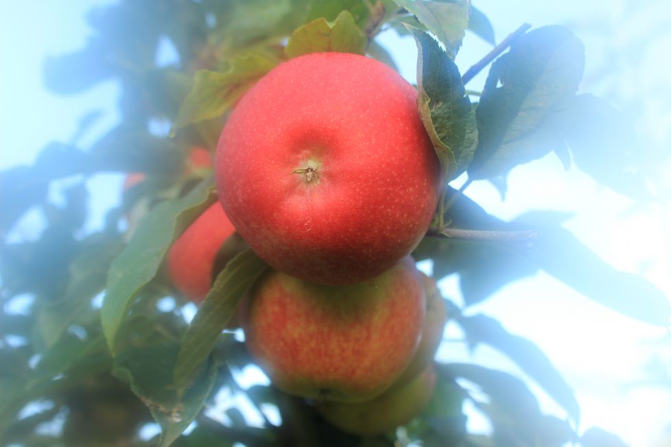 Manzana