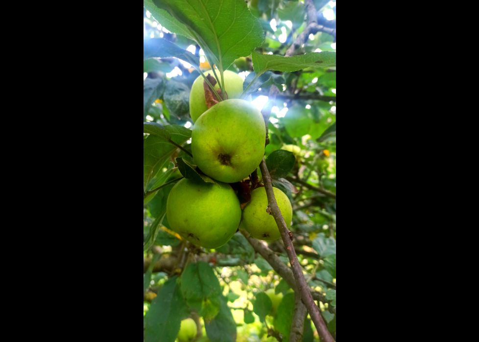 Manzanas que brillan!! 