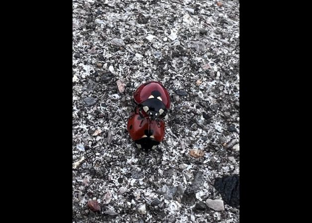 mariquitas jugetonas