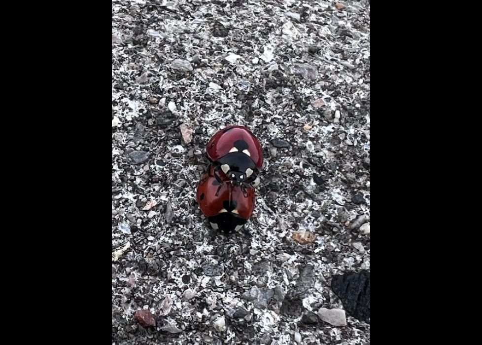 mariquitas jugetonas