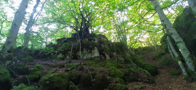 El mitin del árbol.
