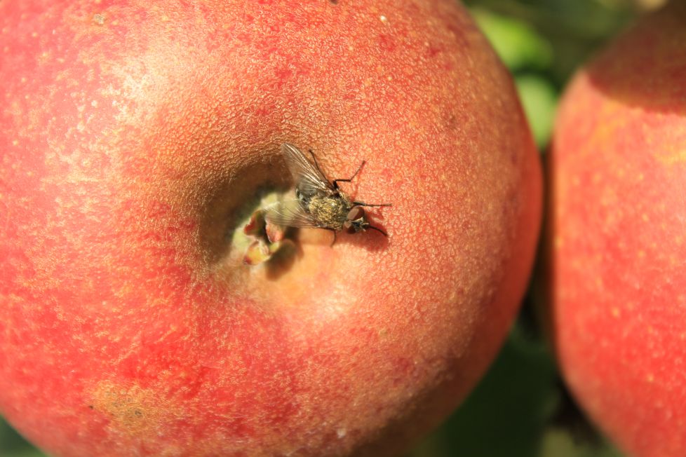 Mosca en manzana