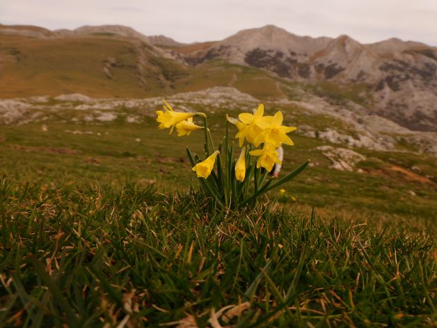 Narcisos salvajes en Urbía.