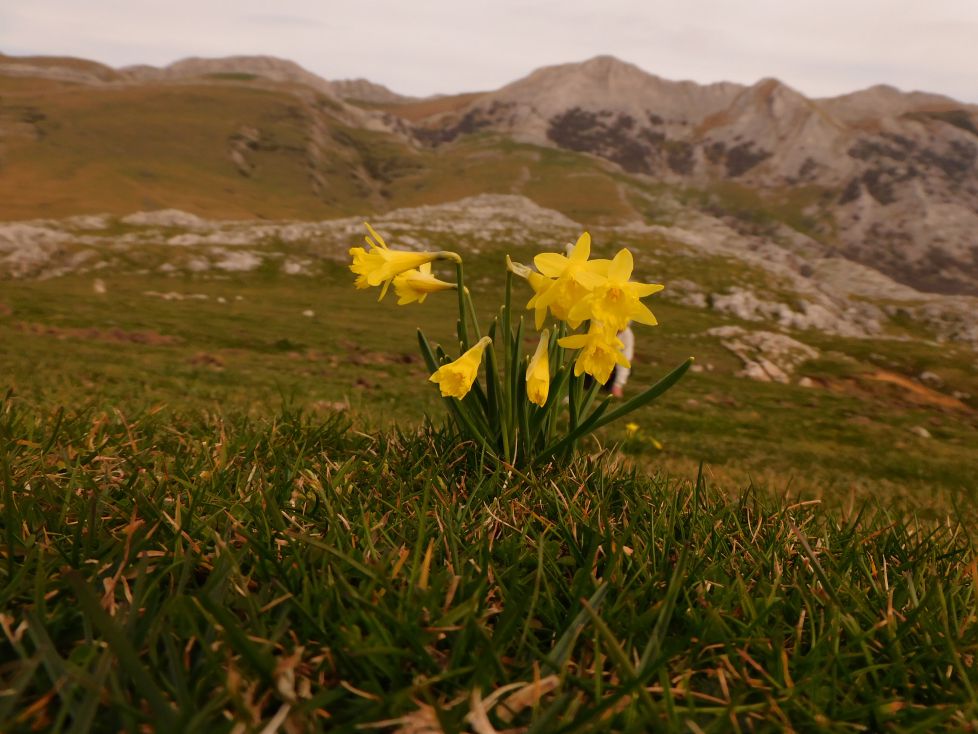 Narcisos salvajes en Urbía.