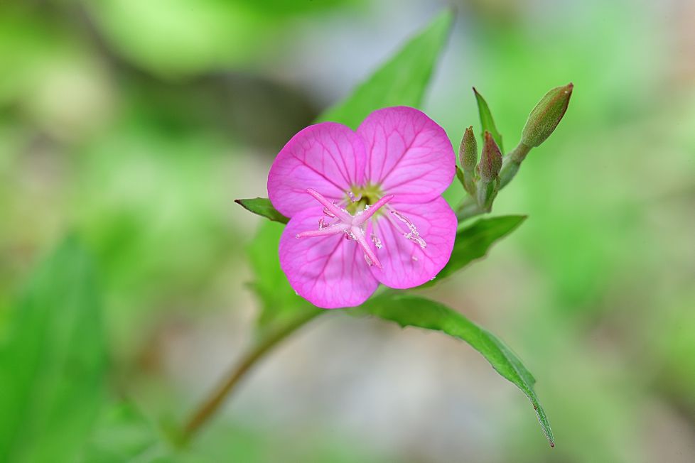 oenothera rosea