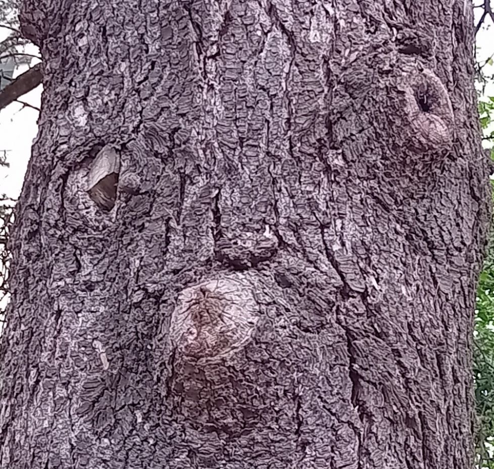 Oso observador en Plaza Centenario