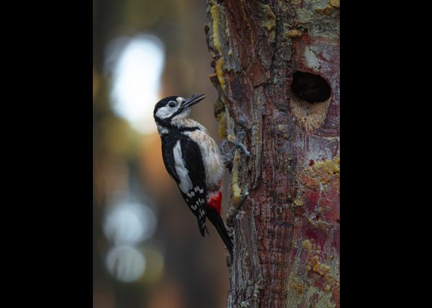 Pájaro carpintero en Castrocontrigo