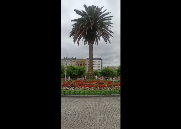 Palmera y flores