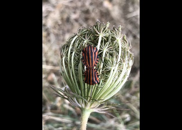 Pareja de chinches rayadas ( Graphosoma lineatum) en su nido de amor