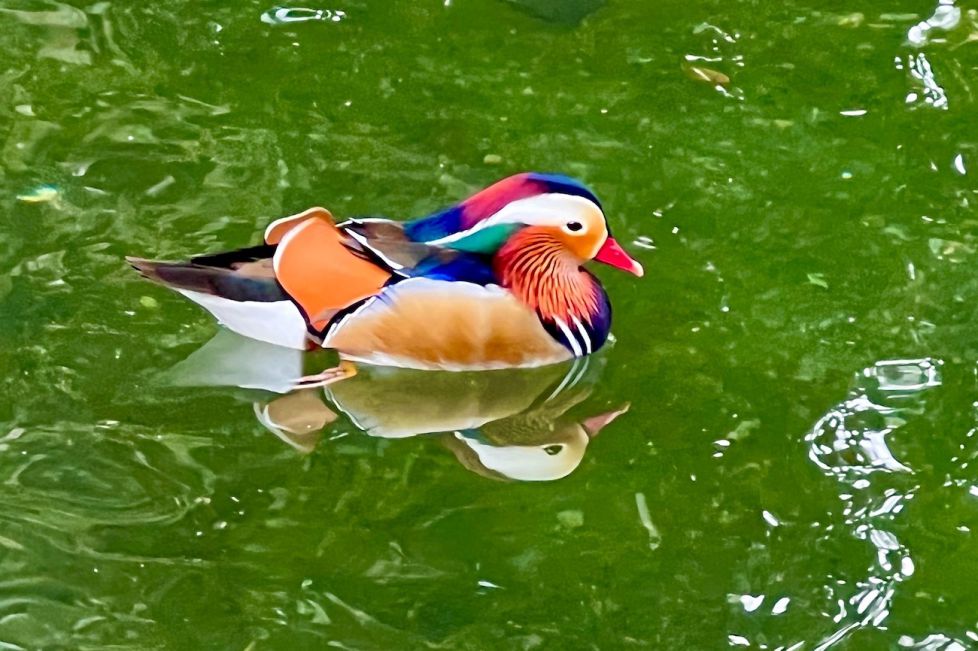 Pato mandarin