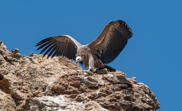 Pollito,pollito