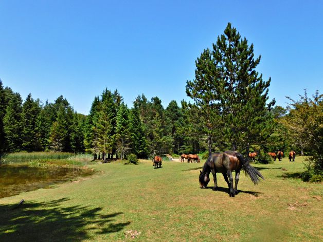 Prados amenizados por caballos en Entzia.