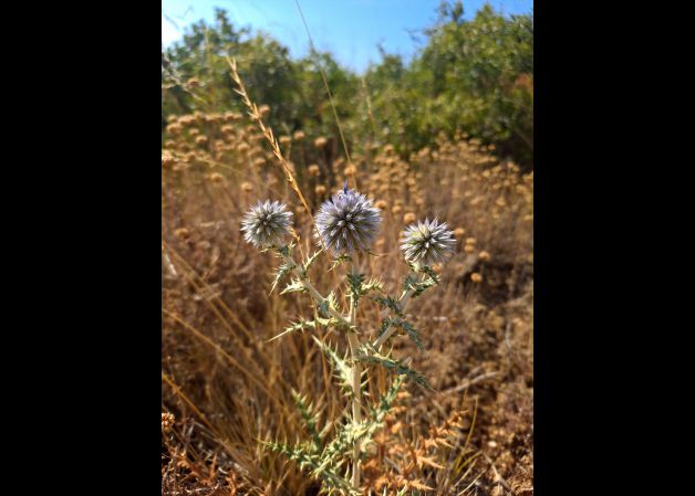 Precioso cardo borriquero