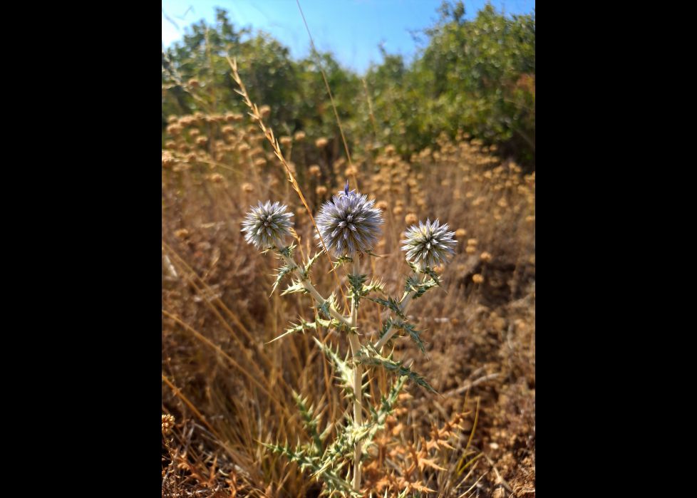 Precioso cardo borriquero