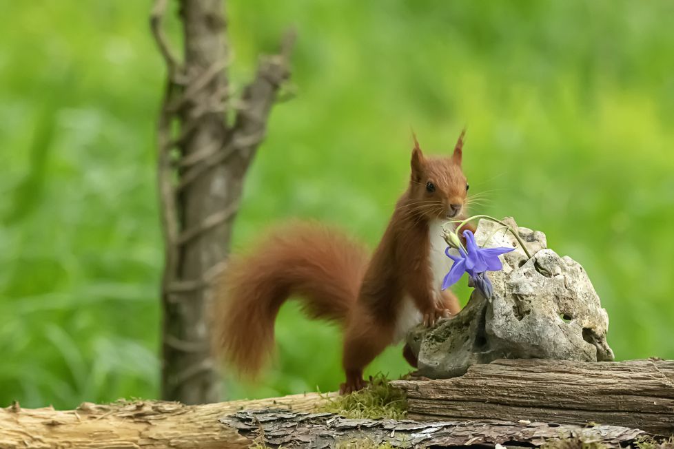 Sabes el cuento de la ardilla y la flor ?