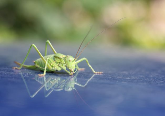 El saltamontes y su reflejo