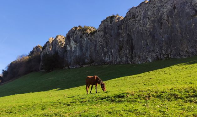 Solitario en el prado