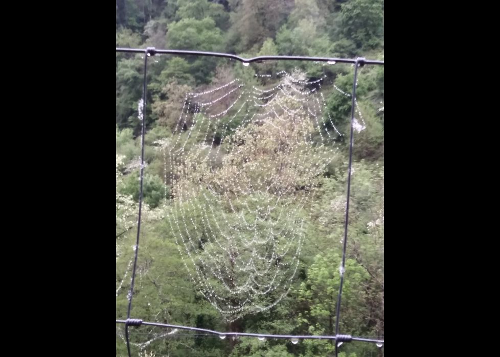 Telaraña bajo el rocio.