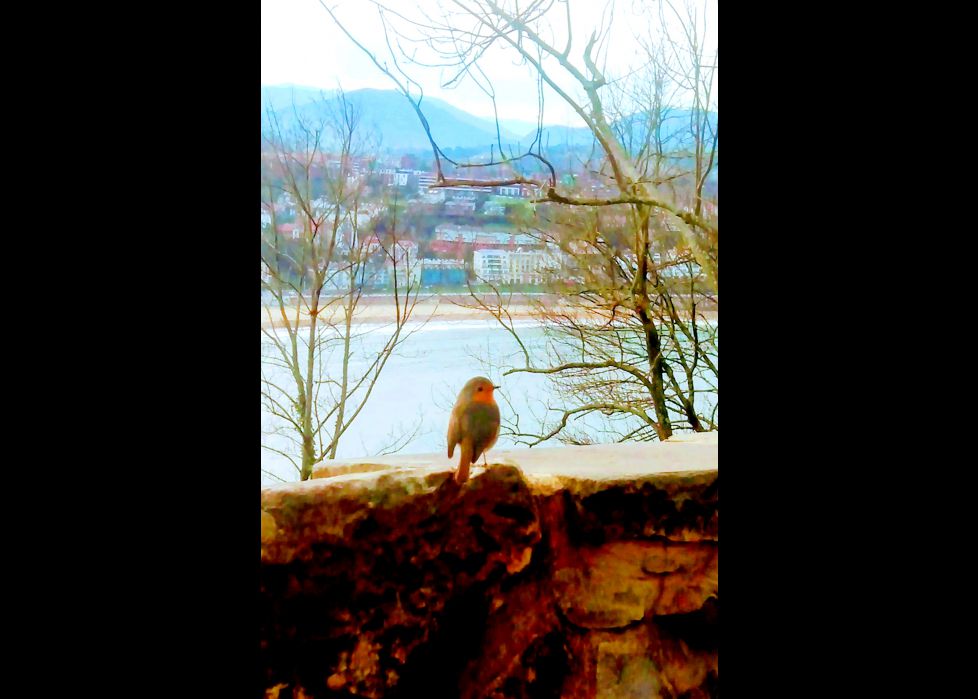 El txantxangorri de Urgull!! 