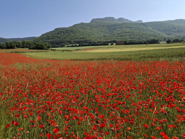 Amapolas junto a la montaña.
