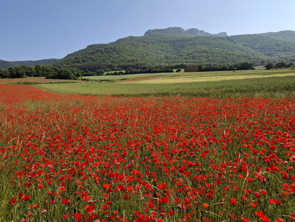 Amapolas junto a la montaña.