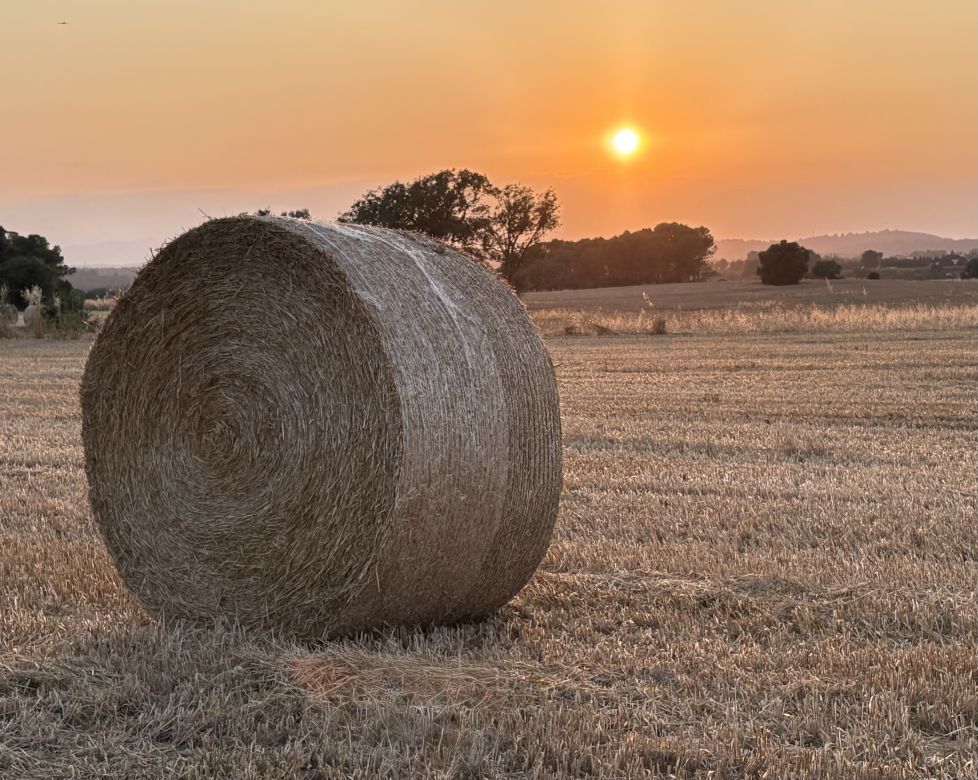 Atardecer tras la siega en Pals, Girona