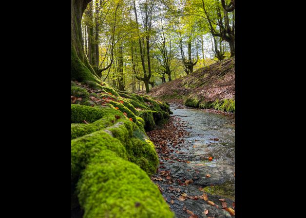 Buscando a las hadas.