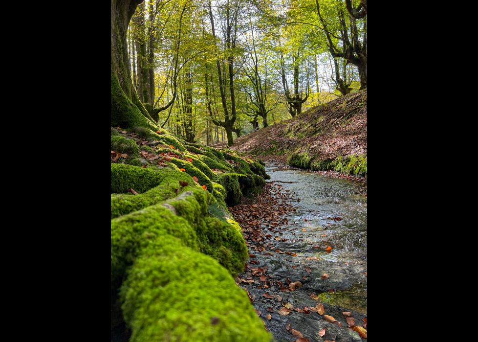 Buscando a las hadas.