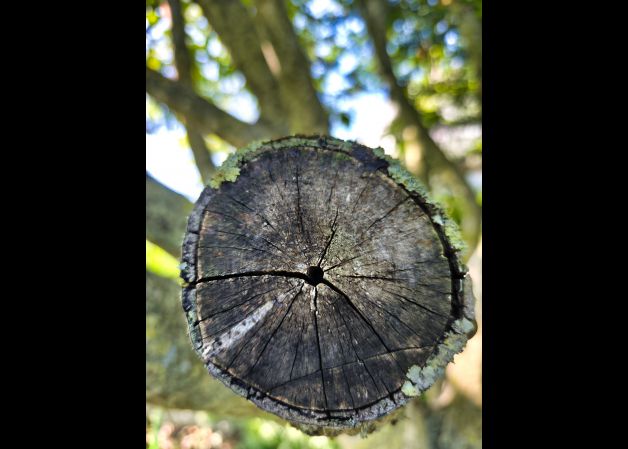 círculos de la vida