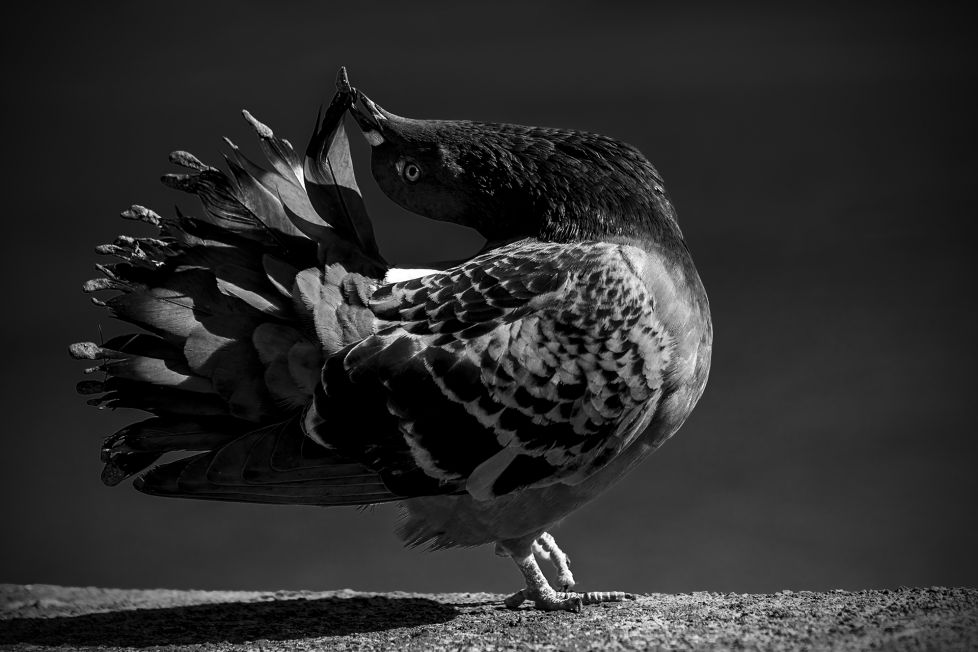 Con Alma de Bailarina