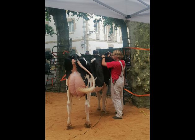 Concurso ganado Irun