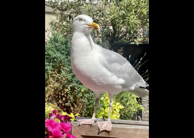 El descaro de la gaviota