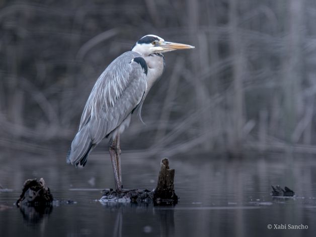 Entre juncos y reflejos