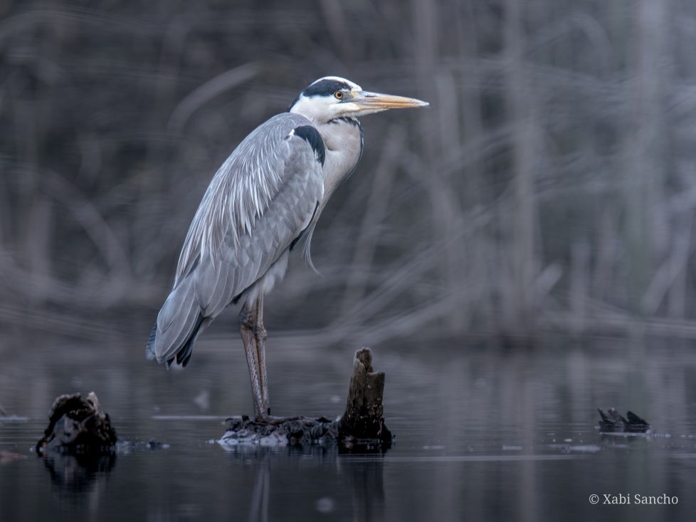 Entre juncos y reflejos