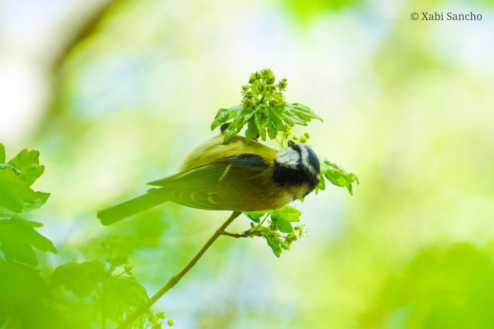 Equilibrio en la luz