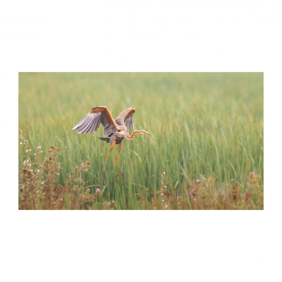 \"FLAPS DESPLEGADOS\"