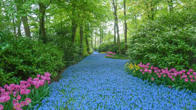 Flower Path
