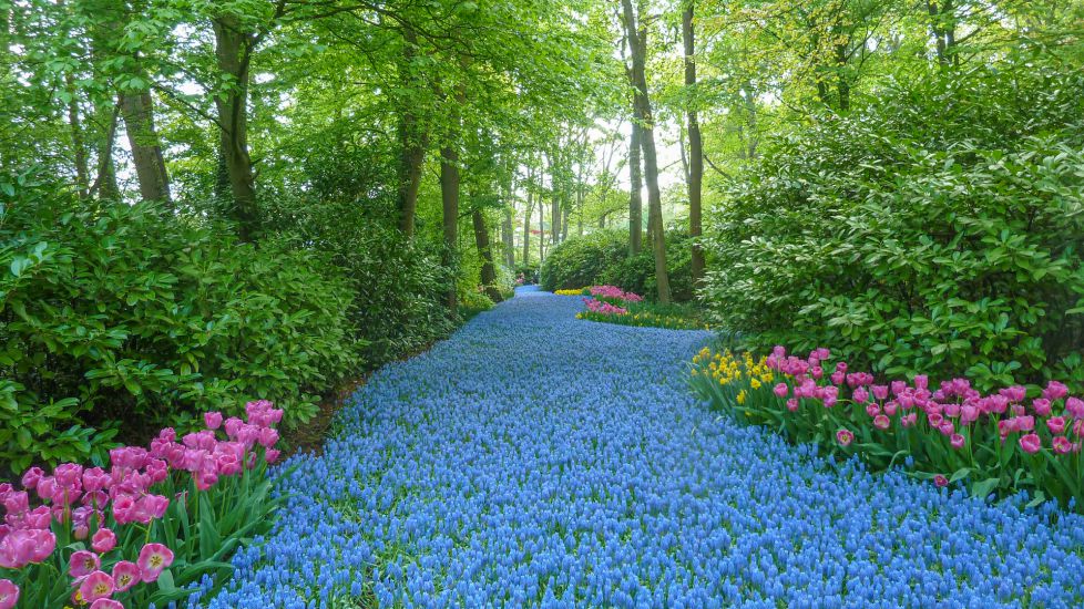 Flower Path