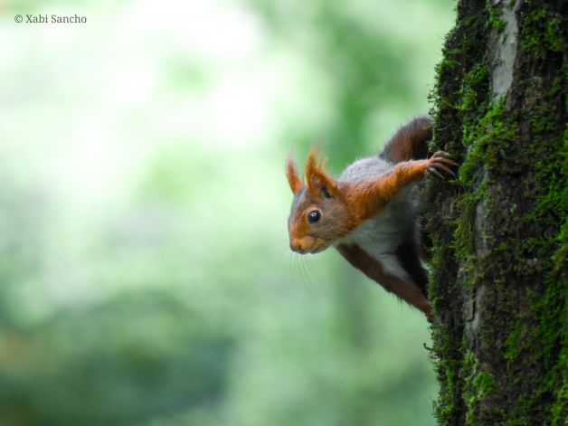 El Guardián del Bosque