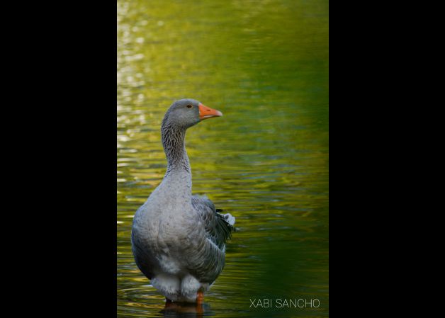 Guardiana del estanque