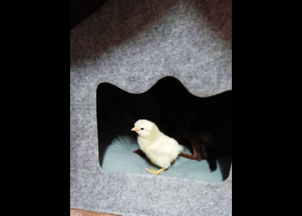 Invadiendo la casa de Tito